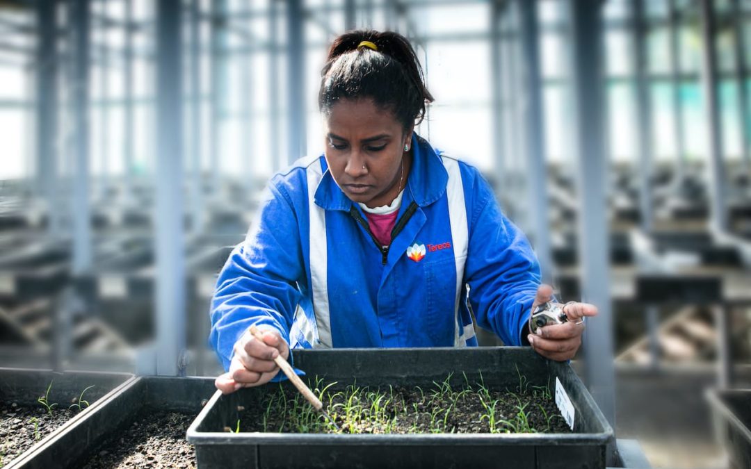 Les seedlings sont prêts !