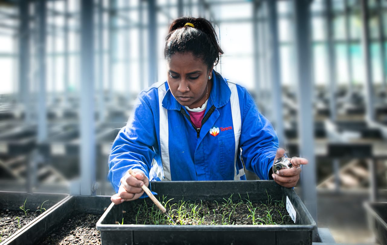 Les seedlings sont prêts !