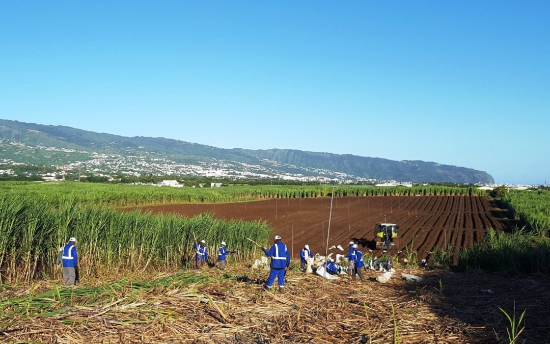 Des essais de culture de cannes Bio pour permettre la production de sucre Bio