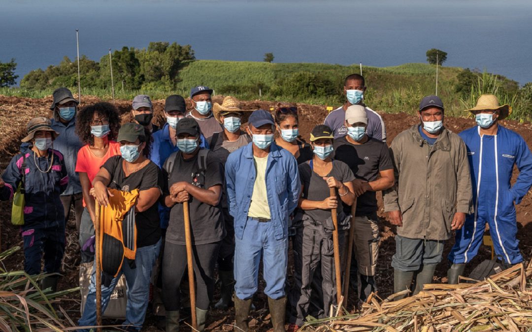 eRcane, acteur de la formation agricole… des stagiaires agricoles participent à la plantation d’un essai à Piton Saint-Leu