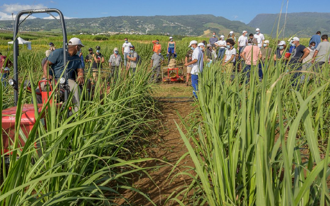 Désherbage alternatif : eRcane accueille les actions du RITA Canne pour les techniciens et planteurs