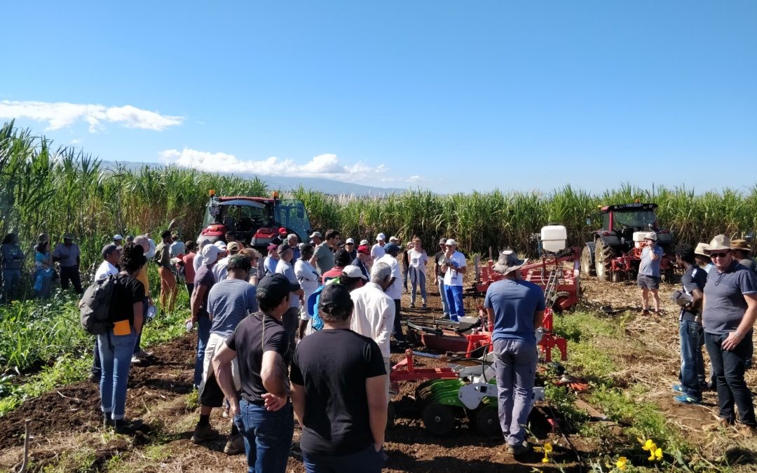 Le désherbage de la canne à sucre : deux matinées de transfert pour les agriculteurs