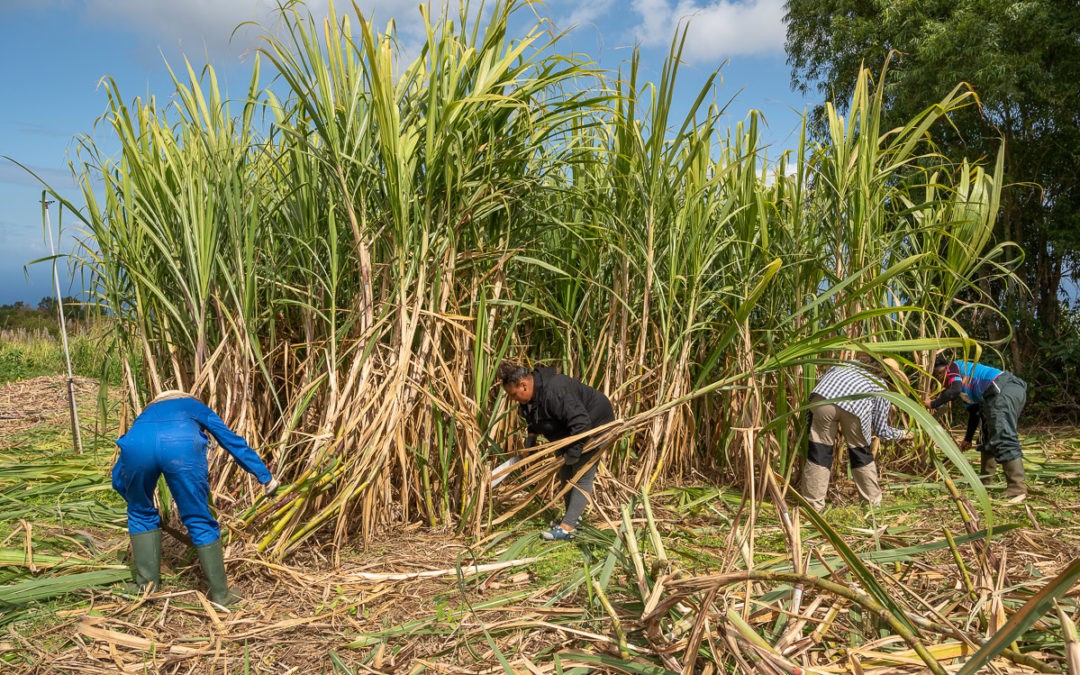 eRcane, acteur de la formation agricole : des stagiaires agricoles participent à la récolte d’un essai à Piton Saint Leu