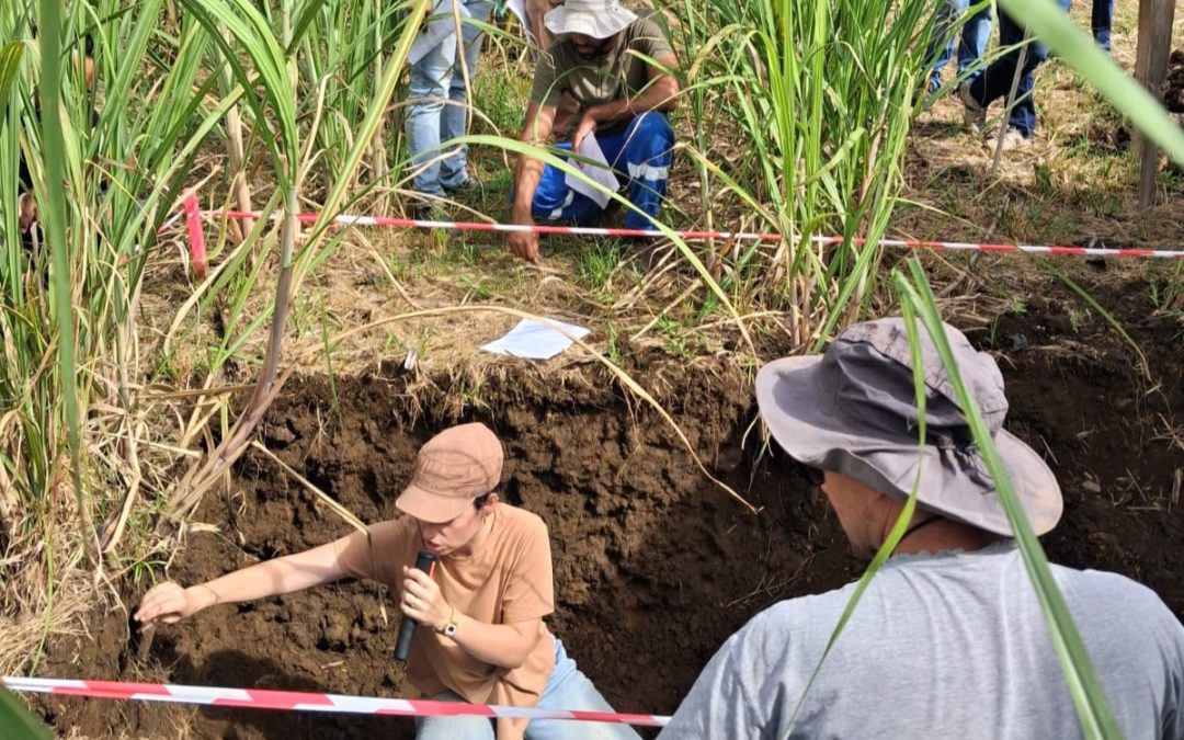 Matinées techniques du Rita Canne sur la fertilisation