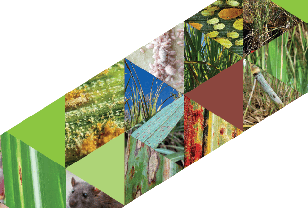 Former et transmettre pour mieux identifier les maladies et ravageurs de la canne